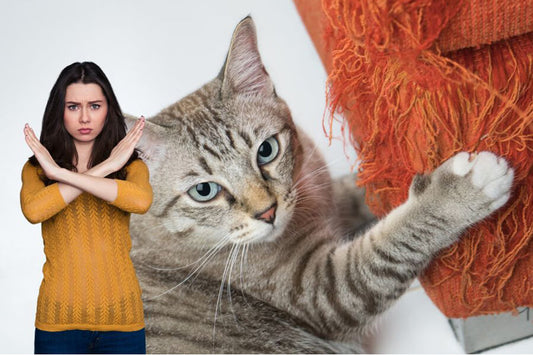 Cat Scratch Fever: How to Protect Your Furniture from Feline Claw Marks - SOONTRANS